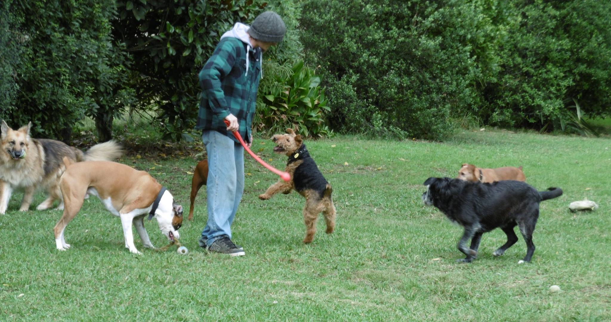 Kennel Waikato, NZ Brackendell Boarding Kennels & Cattery